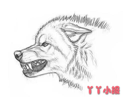凶猛的狼素描怎么画狼简笔画教程