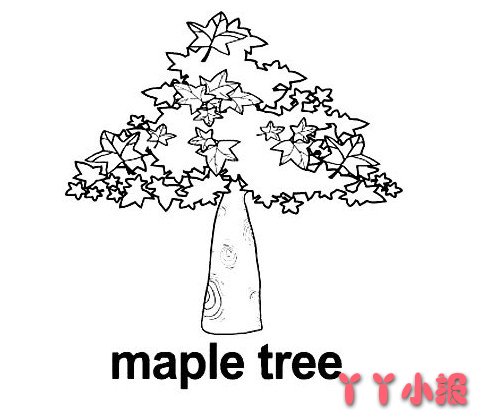 枫树怎么画简单又漂亮 枫树简笔画图片