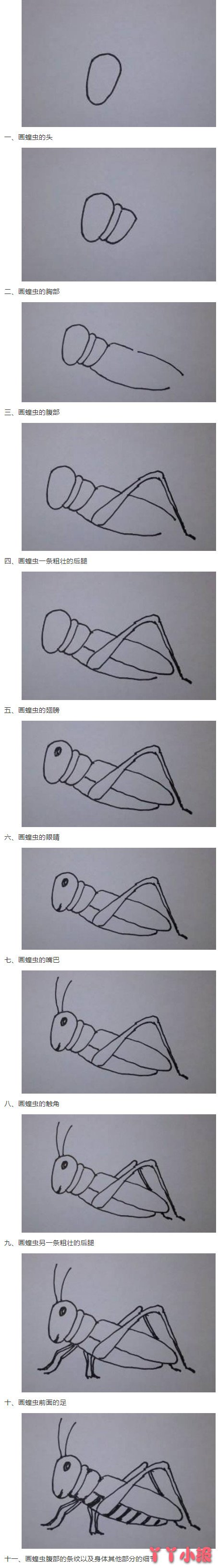 蝗虫蚂蚱怎么画带步骤图 蝗虫简笔画图片