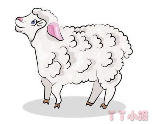 小绵羊的画法涂颜色 绵羊简笔画图片