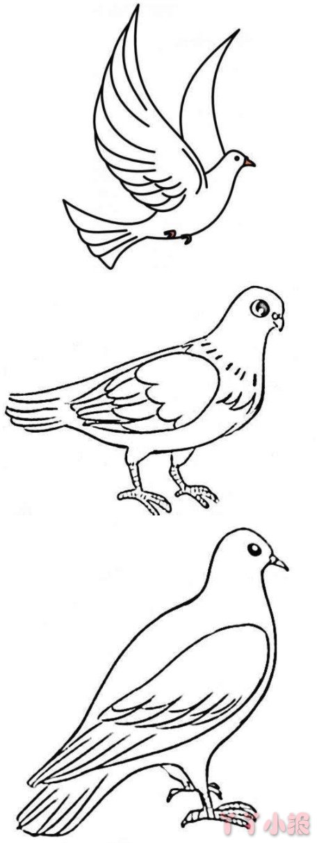 和平鸽怎么画简单漂亮 和平鸽简笔画图片