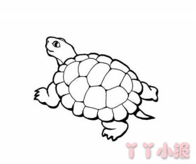 简单乌龟的画法教程 小乌龟简笔画图片