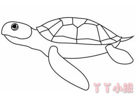 简单海龟的画法步骤图解 海龟简笔画图片