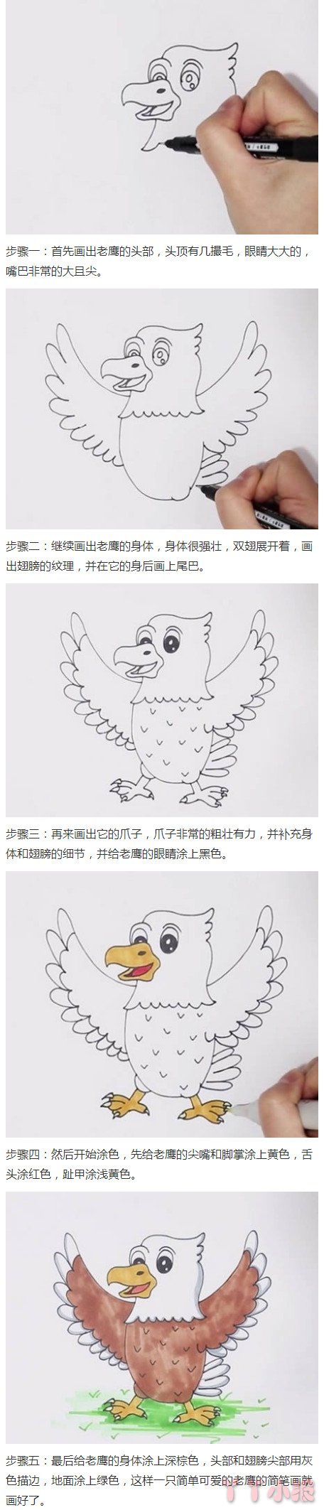 卡通老鹰的画法步骤涂颜色 老鹰简笔画图片