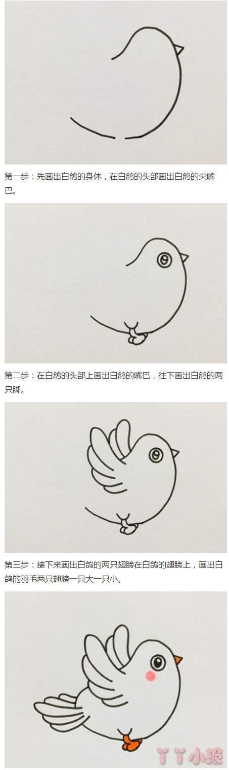 小白鸽的画法步骤涂色 鸽子简笔画图片