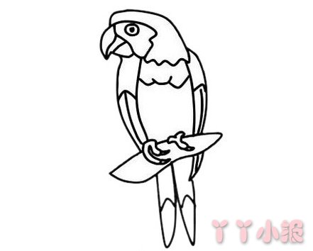鹦鹉怎么画简单好看 鹦鹉简笔画图片