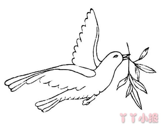 和平鸽橄榄枝简笔画 和平鸽橄榄枝画法教程