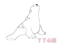 卡通海狮怎么画简单又漂亮 海狮简笔画图片