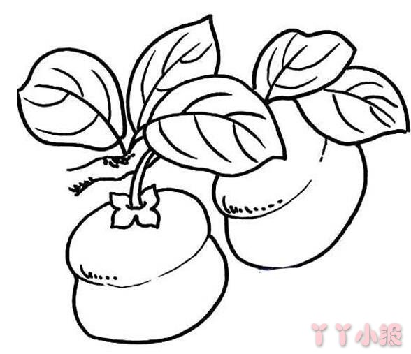 柿子简笔画图片怎么画 柿子的画法教程