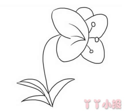 植物蝴蝶兰简笔画怎么画简单好看