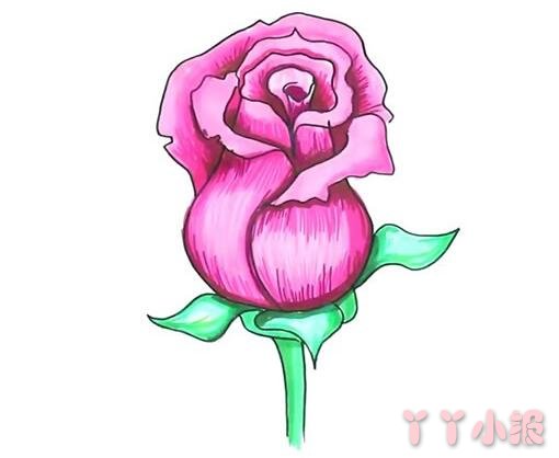 玫瑰花的画法步骤教程涂色简单又漂亮