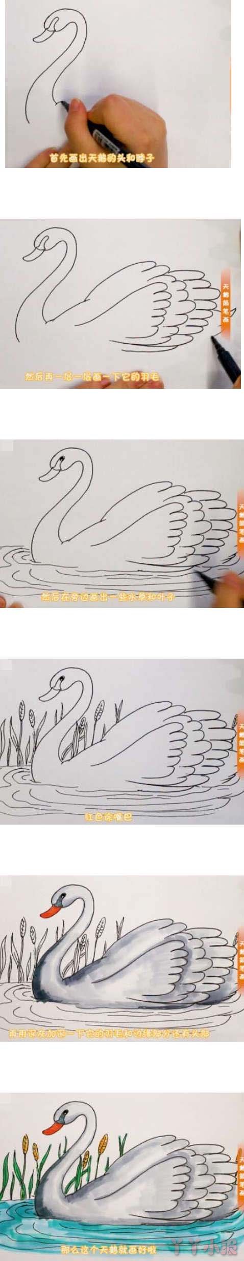 白天鹅手绘怎么画涂颜色简单漂亮步骤图