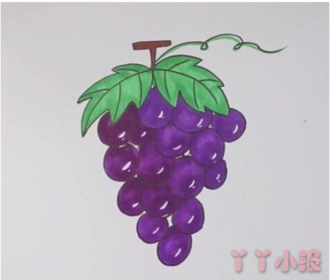 教你怎么画葡萄简笔画步骤教程涂色