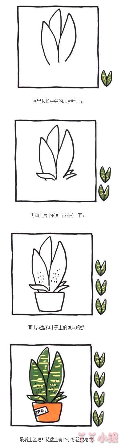  虎皮兰盆栽简笔画的画法图解教程简单又漂亮