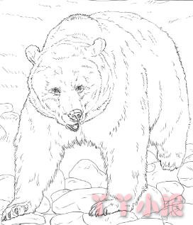 怎么画大灰熊简笔画带步骤简单又可爱涂色