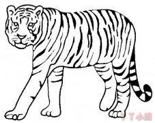 一只老虎的简笔画怎么画带步骤简单又好看