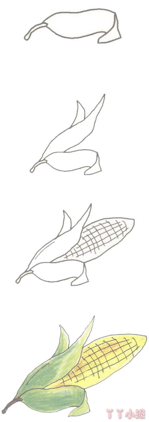 手绘玉米棒的简笔画怎么画带步骤简单又好看