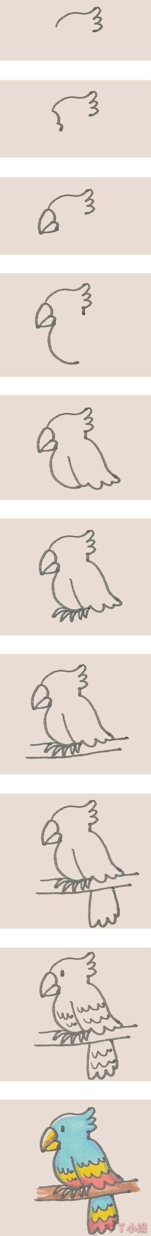 彩色鹦鹉的简笔画怎么画带步骤简单又好看