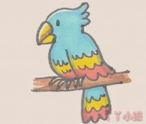 彩色鹦鹉的简笔画怎么画带步骤简单又好看
