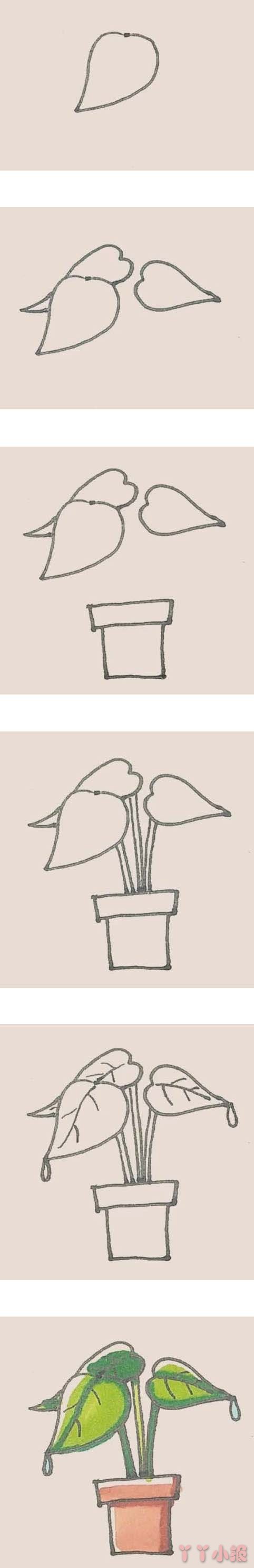 滴水观音盆栽的简笔画怎么画带步骤简单又好看