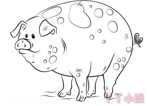 怎么画卡通猪简笔画带步骤简单又好看涂色