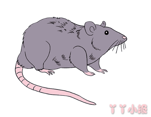 怎么画可恶的老鼠简笔画带步骤简单又好看涂色