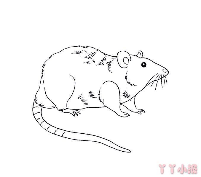 怎么画可恶的老鼠简笔画带步骤简单又好看涂色