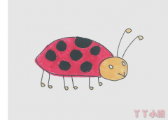 可爱七星瓢虫简单画画法图片步骤