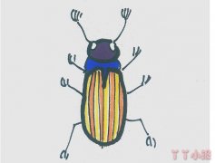 怎么画甲虫简单又好看带步骤 甲虫简笔画图片