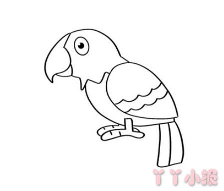 一步一步画鹦鹉简笔画图片带涂色简单 鹦鹉怎么画好看
