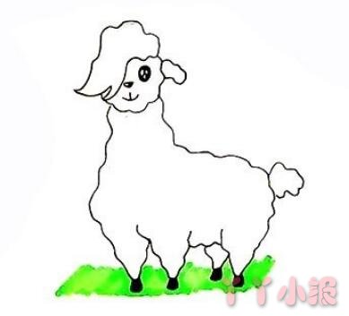 羊驼的画法步骤涂颜色 羊驼简笔画图片