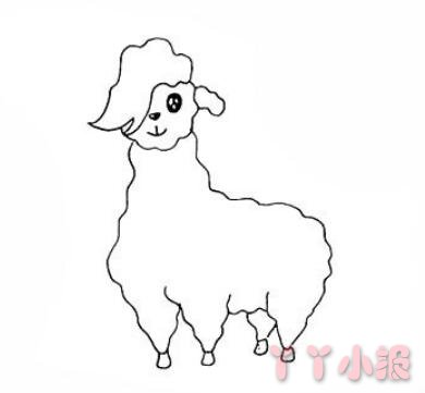 羊驼的画法步骤涂颜色 羊驼简笔画图片