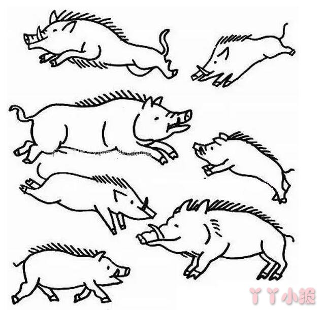 怎么画野猪带步骤涂色 野猪简笔画图片