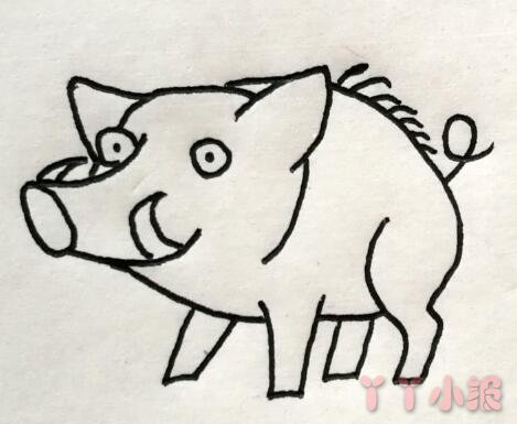 怎么画野猪简单又可爱带步骤 野猪简笔画图片